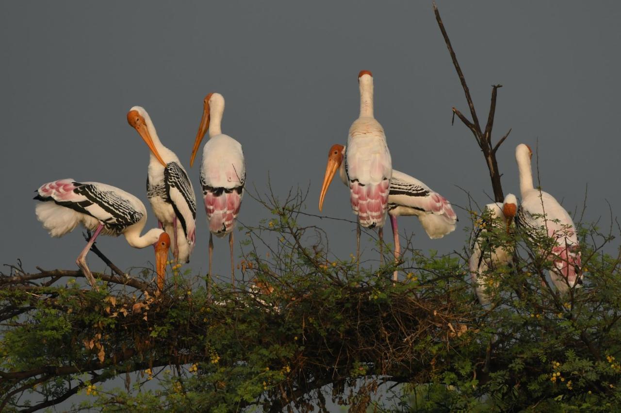 The Birder'S Inn Bharatpur Exterior foto